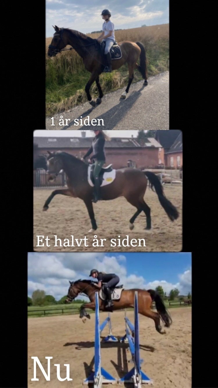 Ingen spring uden dressur - Elgorre